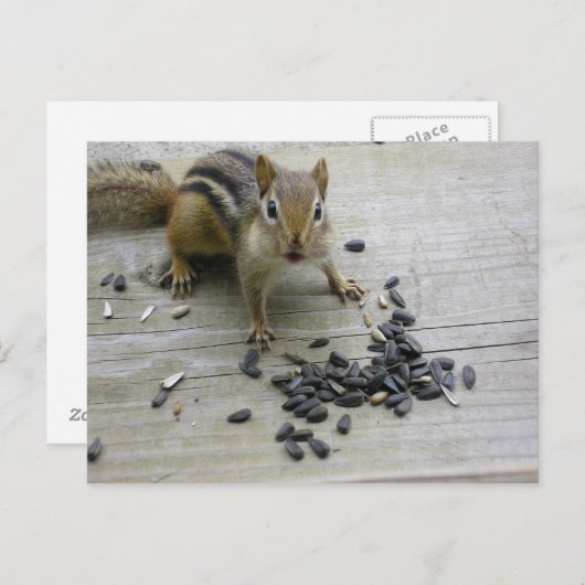 Chipmunk Postkarte (Vorne/Hinten)