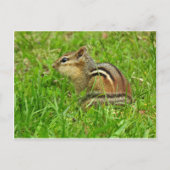 Chipmunk Postkarte (Vorderseite)