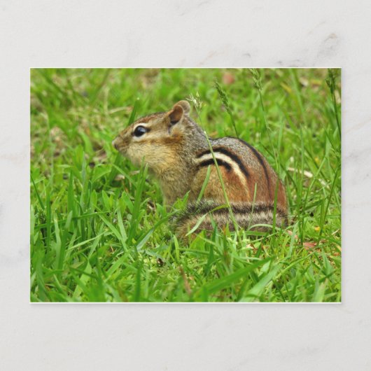 Chipmunk Postkarte (Vorderseite)