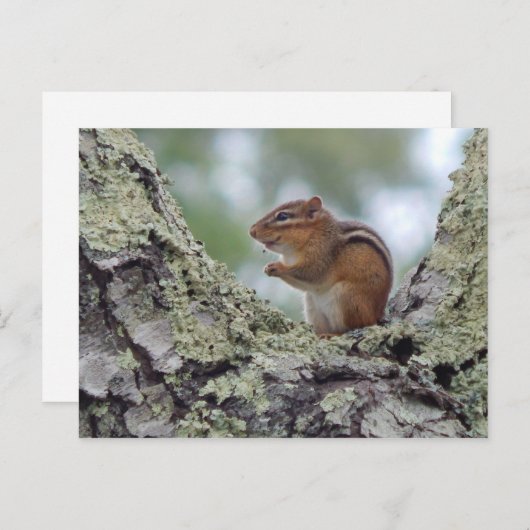 Chipmunk Postkarte (Vorne/Hinten)