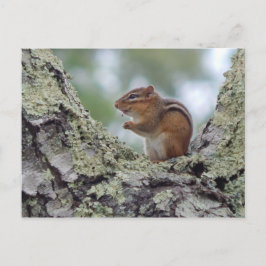 Chipmunk Postkarte