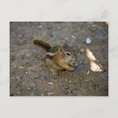Chipmunk Postkarte (Vorderseite)