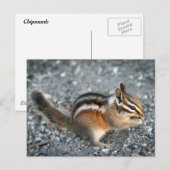 Chipmunk Postkarte (Vorne/Hinten)