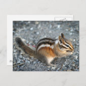 Chipmunk Postkarte (Vorne/Hinten)