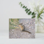 Chipmunk Postkarte (Stehend Vorderseite)