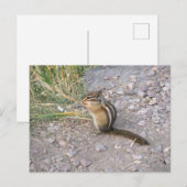 Chipmunk Postkarte (Vorne/Hinten)