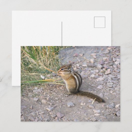 Chipmunk Postkarte (Vorne/Hinten)