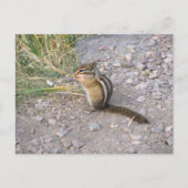 Chipmunk Postkarte (Vorderseite)
