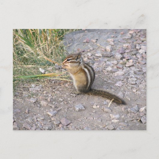 Chipmunk Postkarte (Vorderseite)