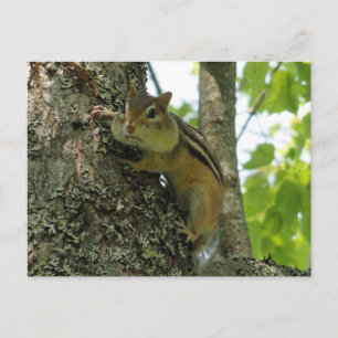 Chipmunk Postkarte