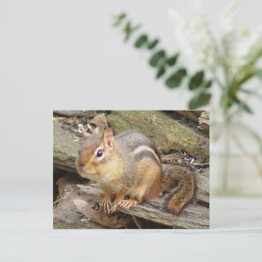 Chipmunk-Postkarte 2 Postkarte (Stehend Vorderseite)