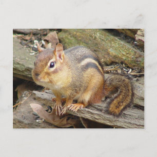 Chipmunk-Postkarte 2 Postkarte
