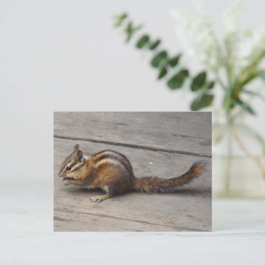 Chipmunk-Postkarte Postkarte (Stehend Vorderseite)