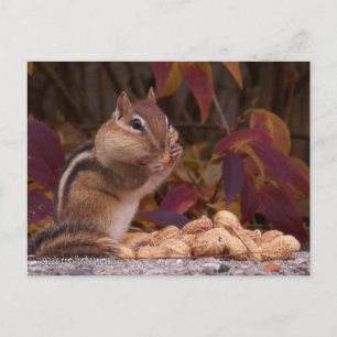 Chipmunk-Postkarte Postkarte