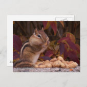Chipmunk-Postkarte Postkarte (Vorne/Hinten)