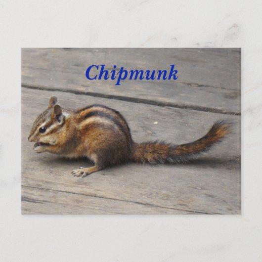 Chipmunk-Postkarte Postkarte (Vorderseite)