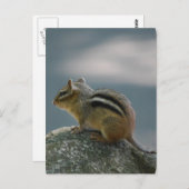 Chipmunk-Postkarte Postkarte (Vorne/Hinten)