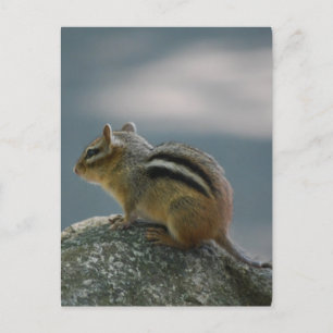 Chipmunk-Postkarte Postkarte