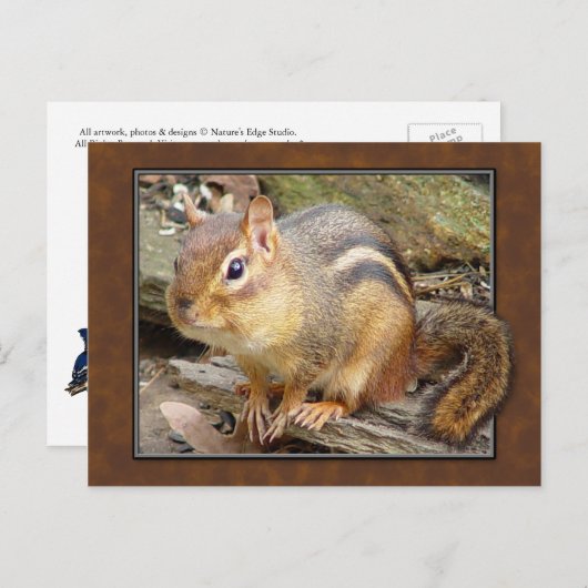 Chipmunk-Postkarte Postkarte (Vorne/Hinten)