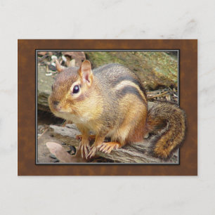 Chipmunk-Postkarte Postkarte