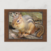 Chipmunk-Postkarte Postkarte (Vorderseite)