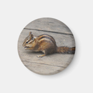 Chipmunk Round Magnet