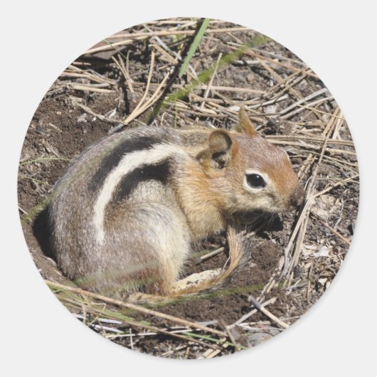 Chipmunk Runder Aufkleber (Vorderseite)