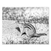 Chipmunk Sketch Fotodruck (Vorne)