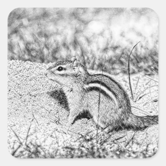 Chipmunk Sketch Quadratischer Aufkleber (Vorderseite)