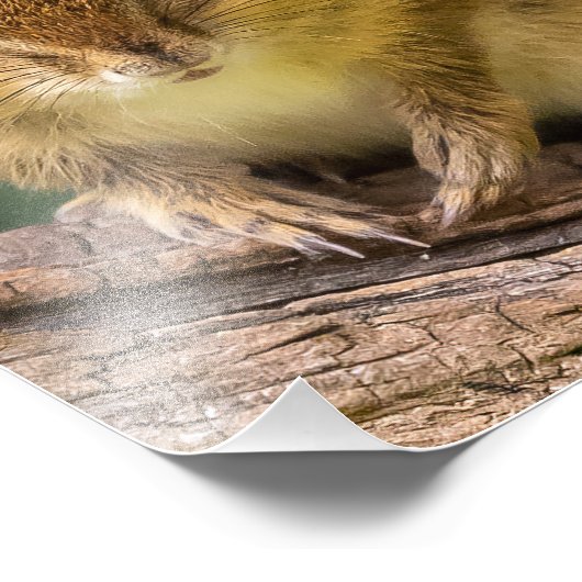 Chipmunk Stare Fotodruck (Ecke)