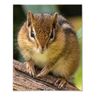 Chipmunk Stare Fotodruck