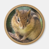 Chipmunk Stare Magnet (Vorne)
