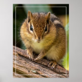 Chipmunk Stare Poster (Vorne)
