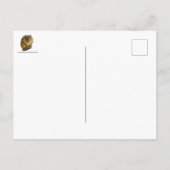 Chipmunk Stare Postkarte (Rückseite)