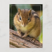 Chipmunk Stare Postkarte (Vorderseite)