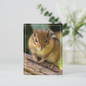 Chipmunk Stare Postkarte (Stehend Vorderseite)