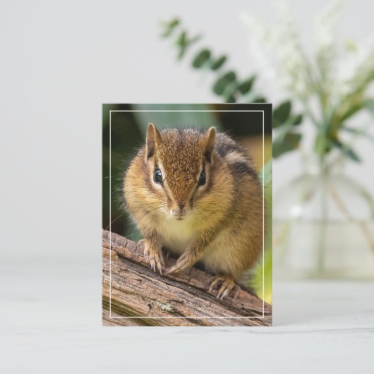Chipmunk Stare Postkarte (Stehend Vorderseite)