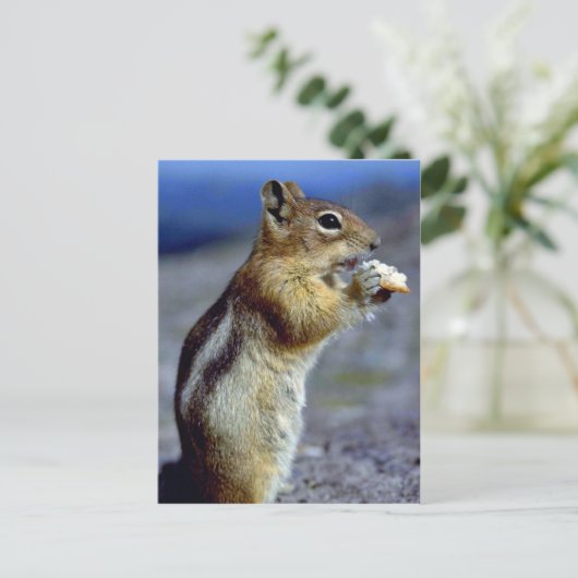 Chipmunk Stehend und essen, Profil Postkarte (Stehend Vorderseite)