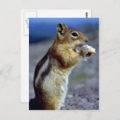 Chipmunk Stehend und essen, Profil Postkarte (Vorne/Hinten)
