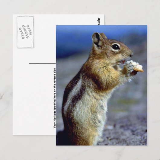 Chipmunk Stehend und essen, Profil Postkarte (Vorne/Hinten)