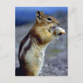 Chipmunk Stehend und essen, Profil Postkarte (Vorderseite)