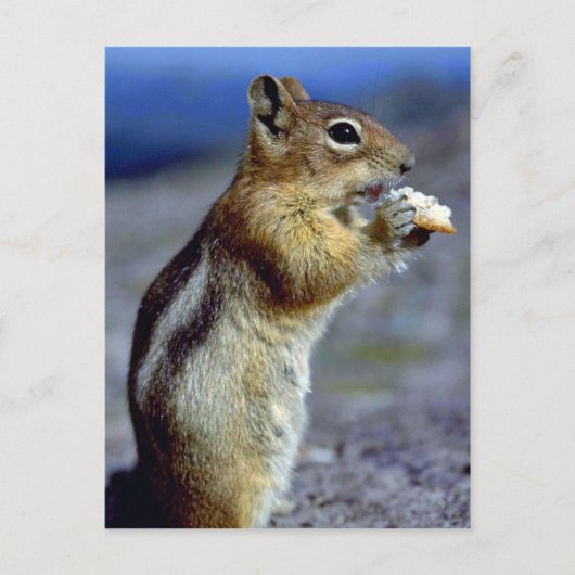 Chipmunk Stehend und essen, Profil Postkarte (Vorderseite)