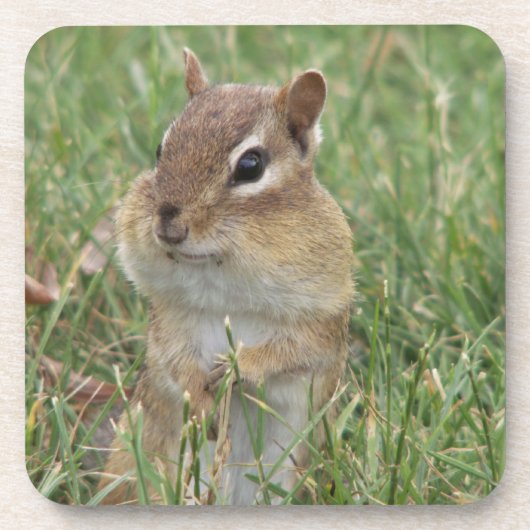 Chipmunk-Untersetzer Getränkeuntersetzer (Vorderseite)