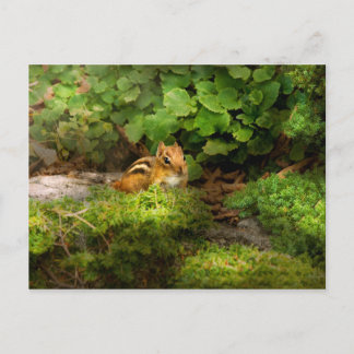 Chipmunk - Was für eine Süsse Postkarte