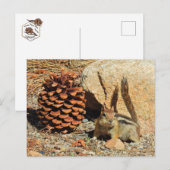 Chipmunk, wild lebende Tiere, Postkarte (Vorne/Hinten)