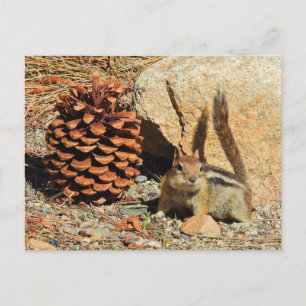 Chipmunk, wild lebende Tiere, Postkarte