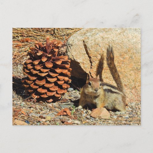 Chipmunk, wild lebende Tiere, Postkarte (Vorderseite)