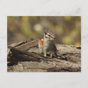 Chipmunk, wild lebende Tiere, Postkarte