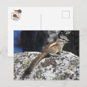 Chipmunk, wild lebende Tiere, Postkarte (Vorne/Hinten)