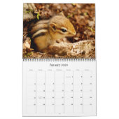 Chipmunks! Ein überaus Niedlicher Wall-Kalender Kalender (Jan 2026)